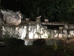 -清迈夜间动物园