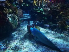 -迪拜帆船酒店海底餐厅