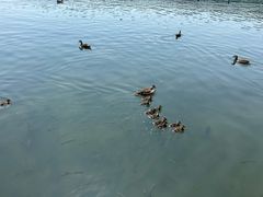 -西湖外事游船(湖滨二公园外事游船码头)