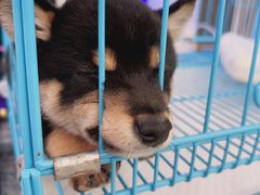 -1013 PET SHOP精品宠物商店(丁香店)