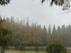 -黄海国家森林公园