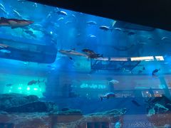 -迪拜水族馆及水下动物园