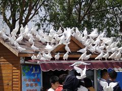 -天津妈祖文化园