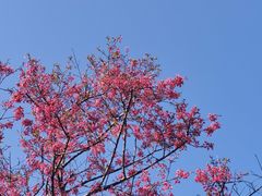 -天适樱花悠乐园