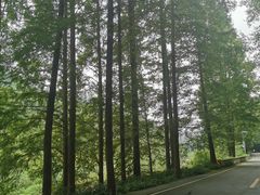 -四川省成都市彭州市白鹿镇