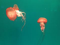 -多彩贵州城极地海洋世界