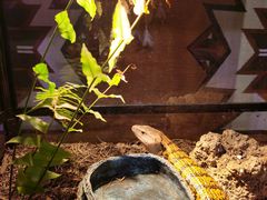 -正佳雨林生态植物园