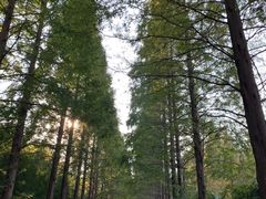 -黄海国家森林公园