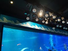 -烟台海昌鲸鲨海洋公园