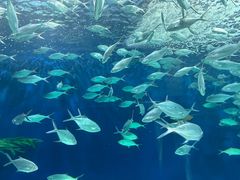 -上海海洋水族馆