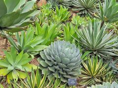 -深圳仙湖植物园