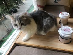 -猫和宫(六道口店)