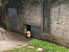 -都江堰中华大熊猫苑