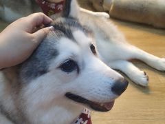 -Husky Go! 哈士奇体验馆·宠物咖啡厅狗咖