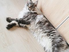 -十年猫舍·猫咪专门店(普陀店)