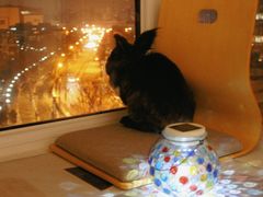-宠物兔专门店(天丰利市场店)