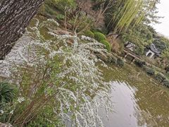 -秋霞圃