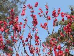 -桃花涧