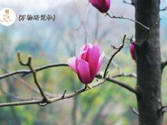 -桃花涧