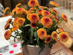 -TOMATITO(无限极荟店)