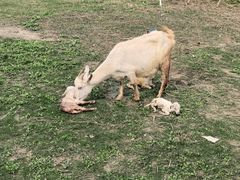 -前小桔亲子创意农场·草莓采摘·露营烧烤