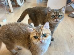 -有喵·猫咖·狗咖·30几只猫10只小狗(岗厦店)