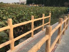 -白洋淀景区