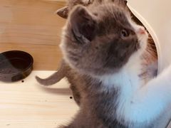 -柚子猫舍·精品猫舍购猫·猫咪认养·购宠·宠物店
