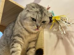-猫咪派对(江南西店)