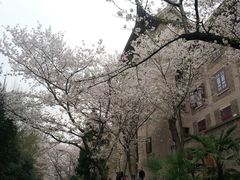 -武汉大学-樱园