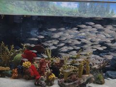 -上海海洋水族馆