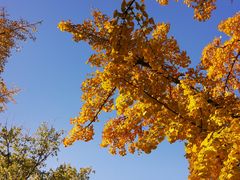 -三里屯东五街银杏大道