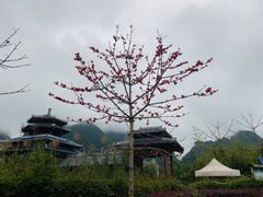 -靖西鹅泉风景区