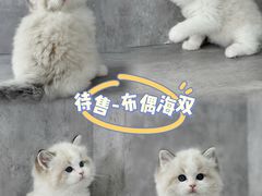 -小猫来了·猫舍(红山六九七九店)