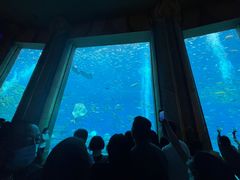 -亚特兰蒂斯•OSSIANO奥西亚诺海底餐厅