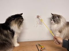 -柴迷FANS CLUB·柴犬狗咖·猫咖