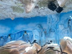 -海合安青岛极地海洋公园