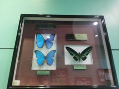 -上海昆虫博物馆