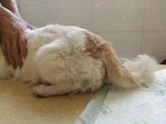 -瑞派宠物医院·内科·软组织·绝育中心(沈阳八纬路分院)