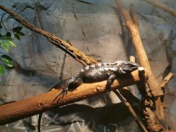 -Zoolung Zoolung动物主题公园(海信广场店)