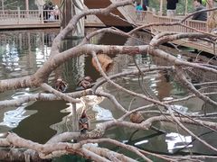 -南宫五洲植物乐园