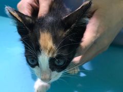 -瑞派宠物医院(搏威敦和院)