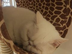 -猫腻·猫咖·撸猫馆(星光大道店)