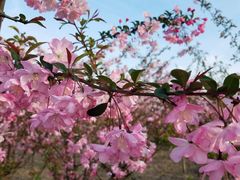 -南汇桃花村