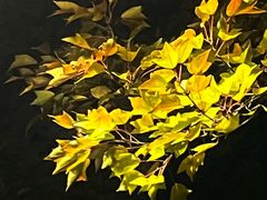 -泰州凤城河风景区-泰山公园