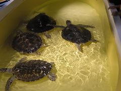 -秦皇岛新澳海底世界