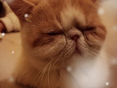 -猫色咖啡·猫咖