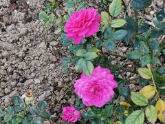 -人民公园(罗湖区)