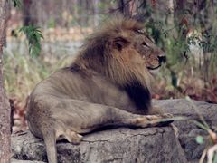 -清迈夜间动物园