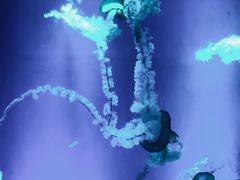 水母-台州海洋世界